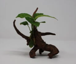 Verschiedenblättriges Speerblatt-Driftwood / Treibholz Mit Anubias Heterophylla