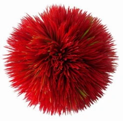 Plant Ball - Red - Ca.11 X 11 X 11 Cm