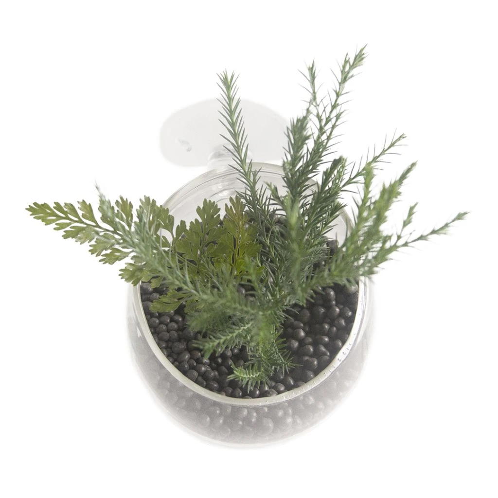 Pflanzenschale Aus Kristallklarem Glas – Bild 3