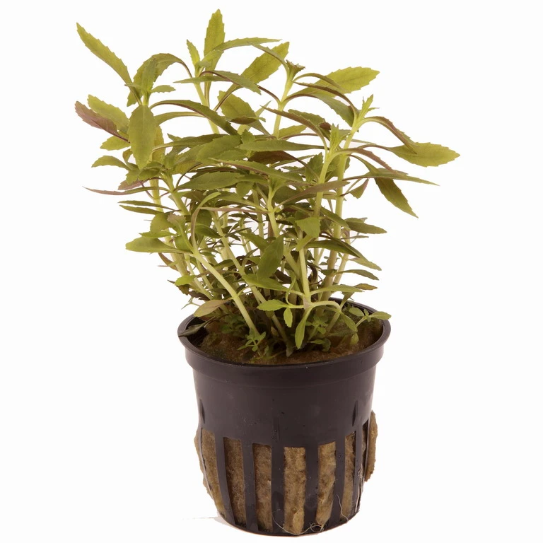 Tannenwedelähnlicher Sumpffreund / Limnophila Hippuridoides – Bild 2