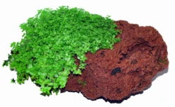 Lavastein Mit KUBA Zwerg-Perlenkraut / Hemianthus Callitrichoides Cuba, Hcc