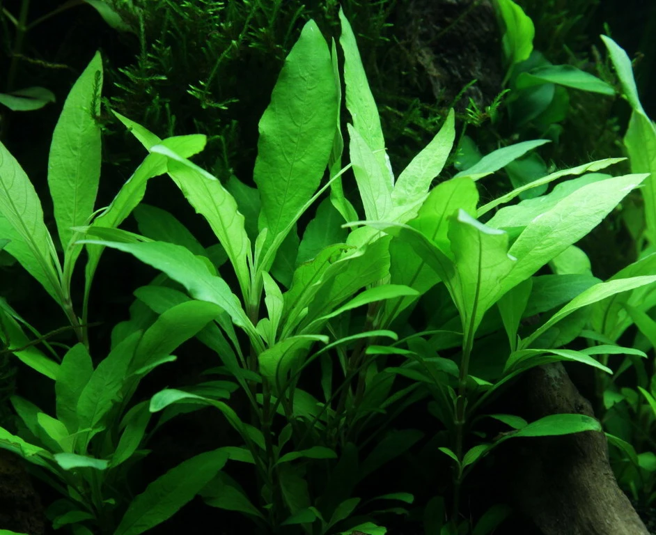 Schmalblättriger Wasserfreund / Hygrophila Corymbosa 'Siamensis 53B' Im Topf