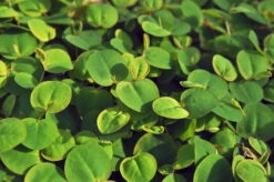 Schwimmende Wolfsmilch / Phyllanthus Fluitans