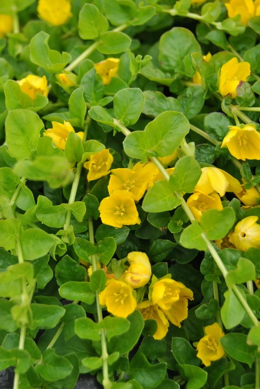 Pfennig-Gilbweiderich - Münzkraut / Lysimachia Nummularia Im 9x9 Cm Topf