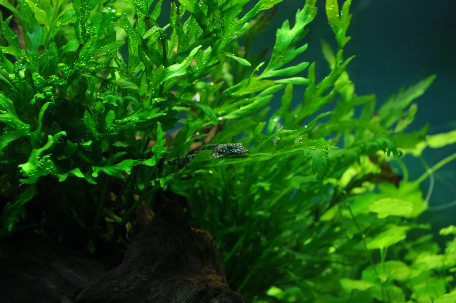 Kongo Wasserfarn Auf Wurzel / Bolbitis Heudelotii Auf Einer Wurzel – Bild 2