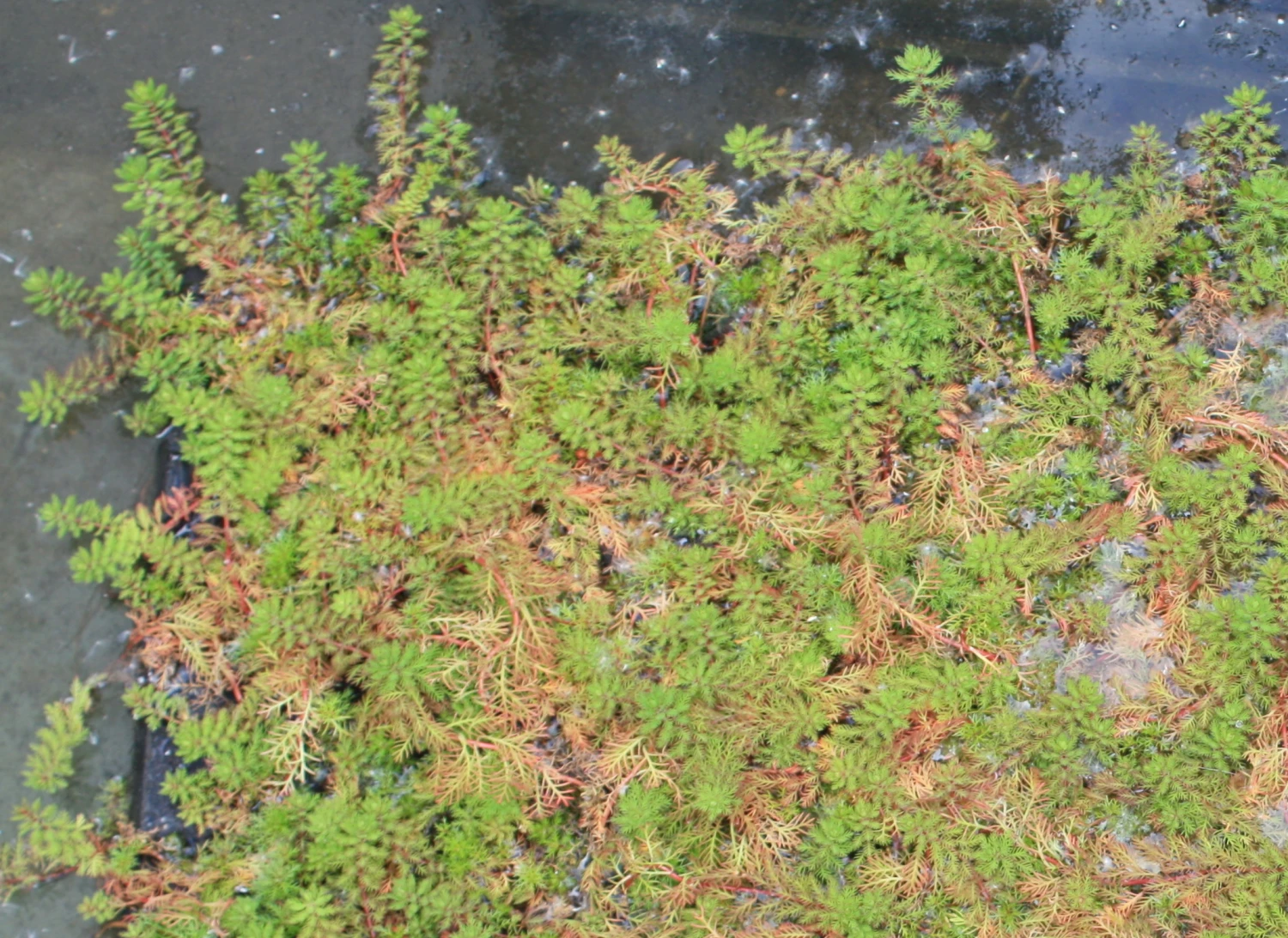 Papageienfeder / Myriophyllum Brasiliensis Im 9x9 Cm Topf – Bild 2