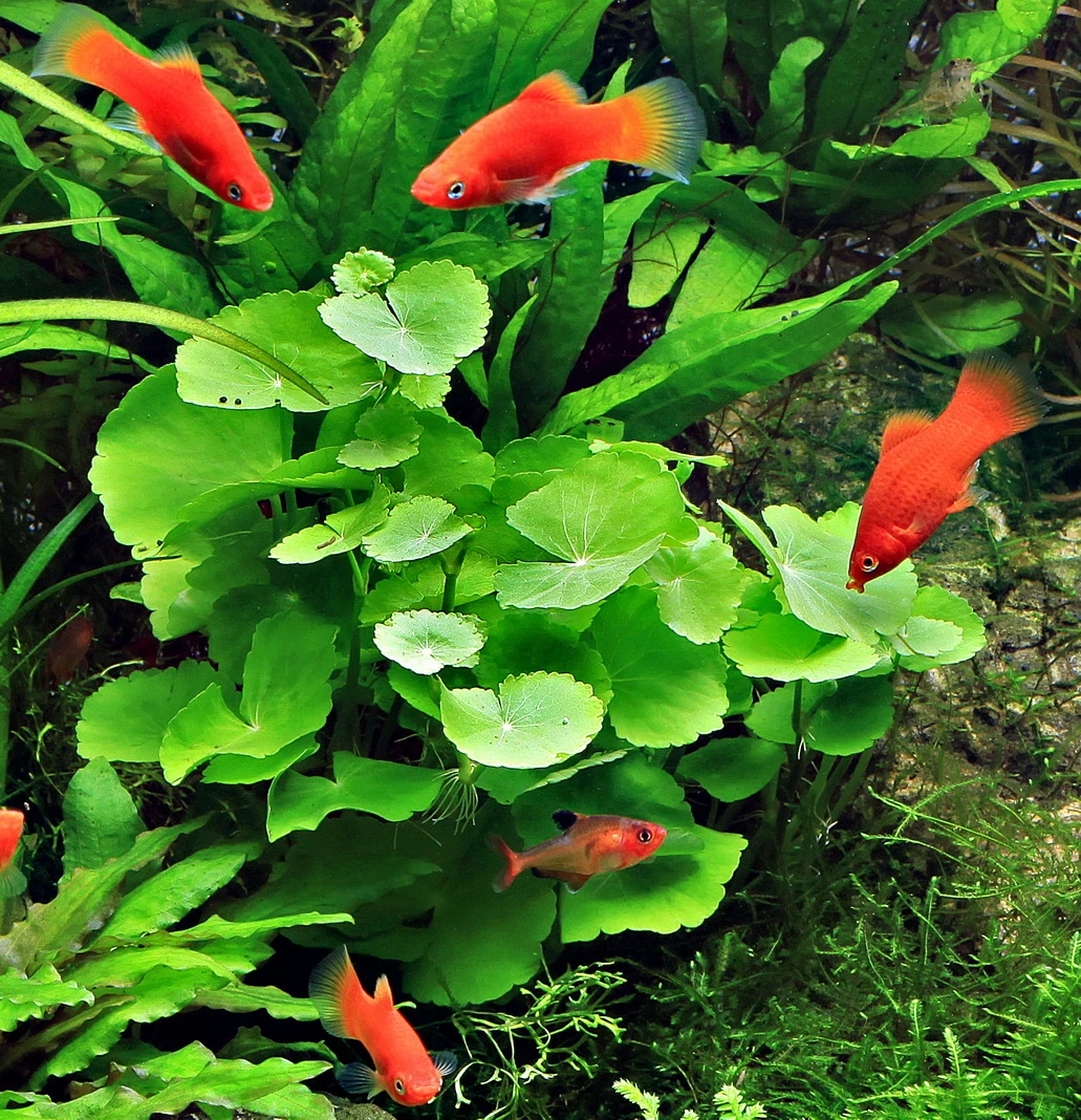 Brasilianischer Wassernabel / Hydrocotyle Leucocephala Im Topf