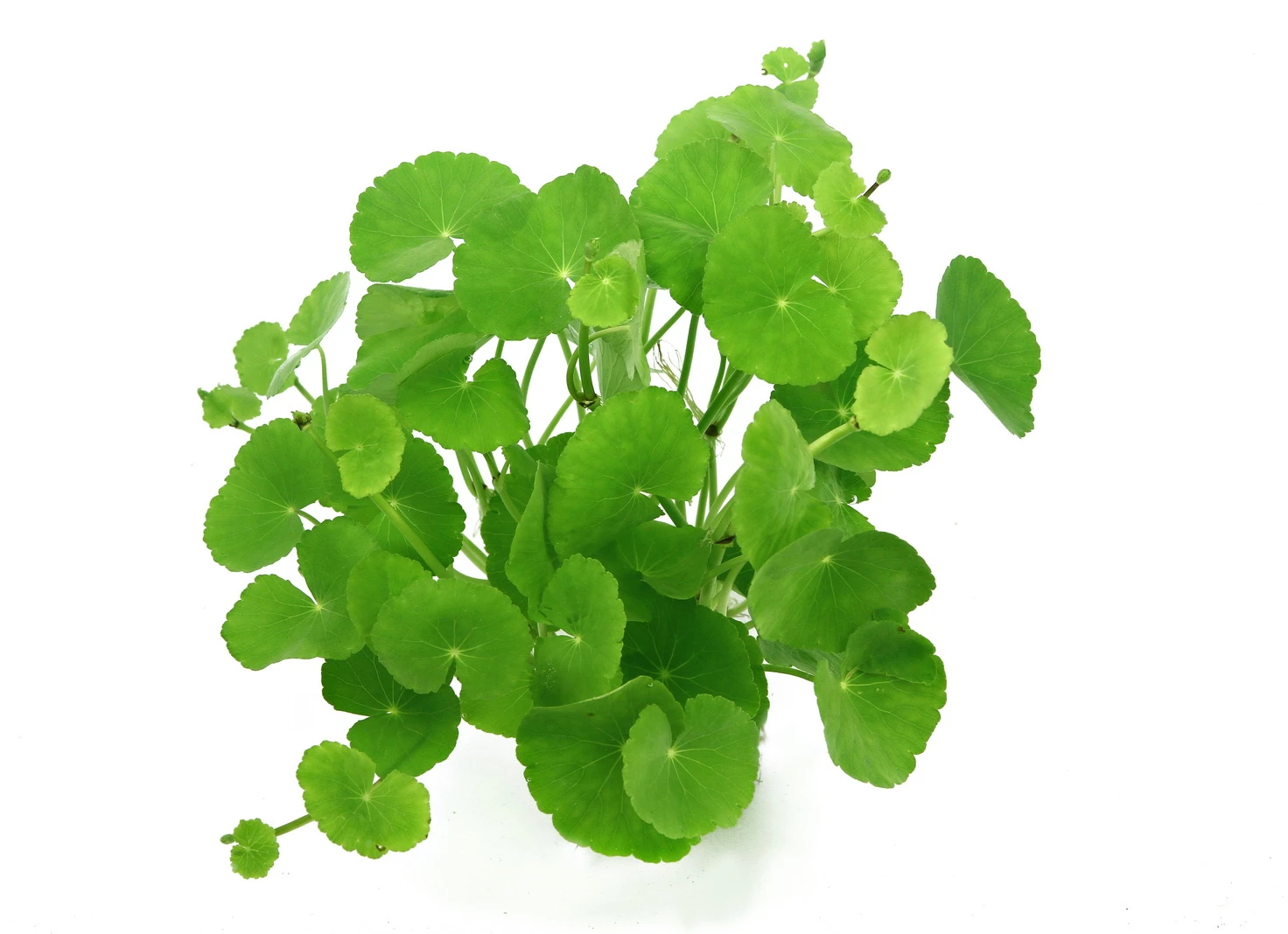 Brasilianischer Wassernabel / Hydrocotyle Leucocephala Im Topf – Bild 2