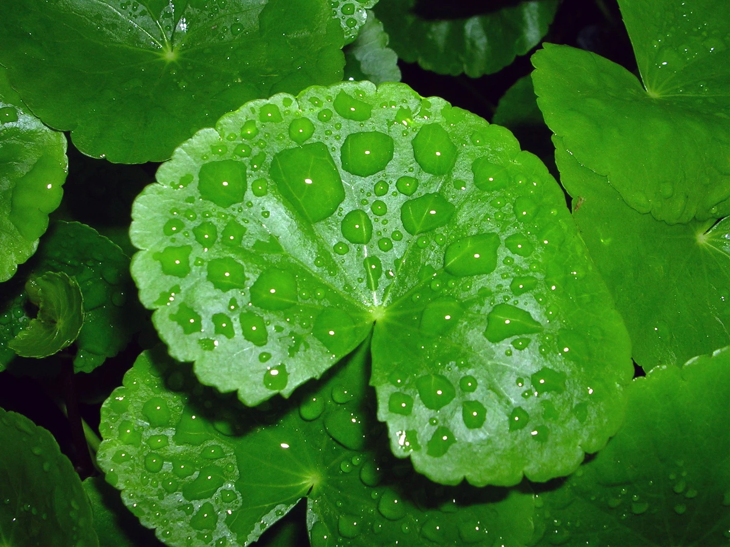 Brasilianischer Wassernabel / Hydrocotyle Leucocephala Im Topf – Bild 3