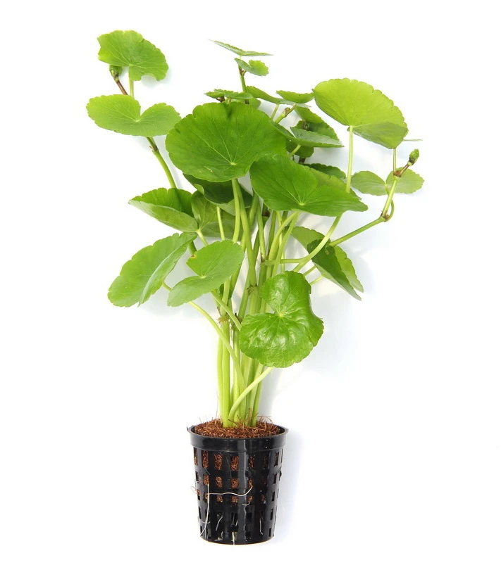 Brasilianischer Wassernabel / Hydrocotyle Leucocephala Im Topf – Bild 4