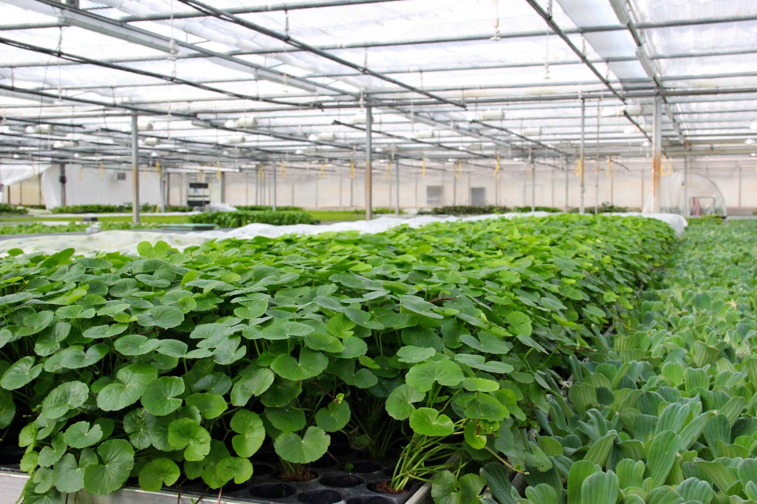 Brasilianischer Wassernabel / Hydrocotyle Leucocephala Im Topf – Bild 5