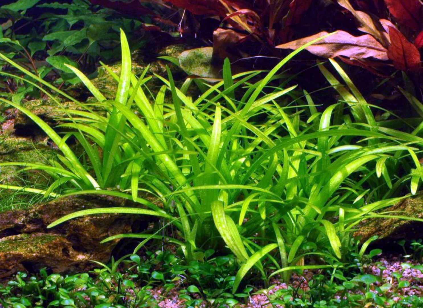 1-2-GROW! Kleines Flutendes Pfeilkraut / Sagittaria Subulata (sabulata) Von TROPICA