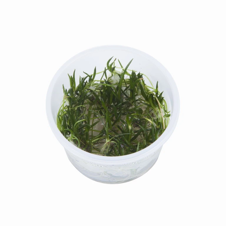 1-2-GROW! Europäischer Strandling / Littorella Uniflora – Bild 2