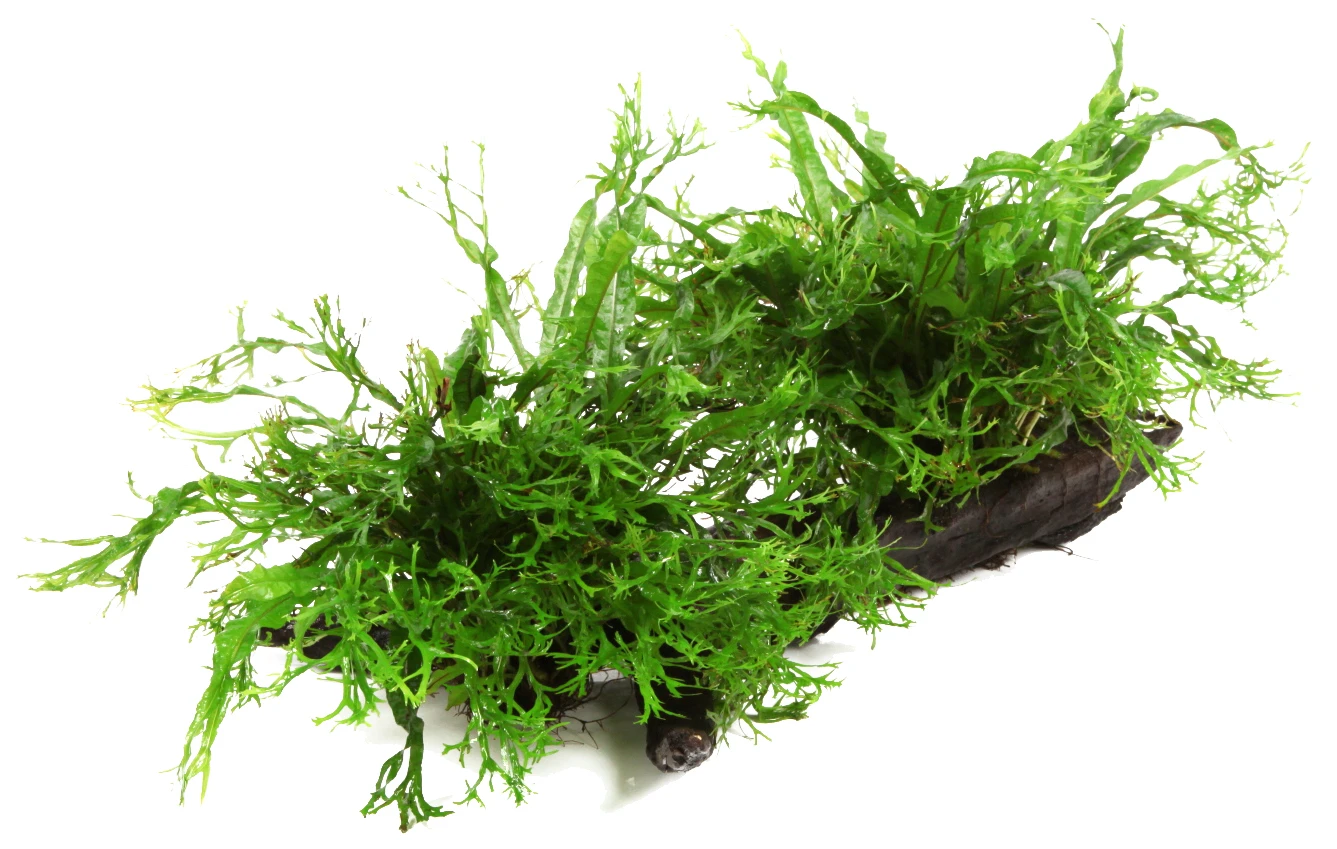 XL Wurzel Mit Javafarn Windelov /Microsorum Pteropus