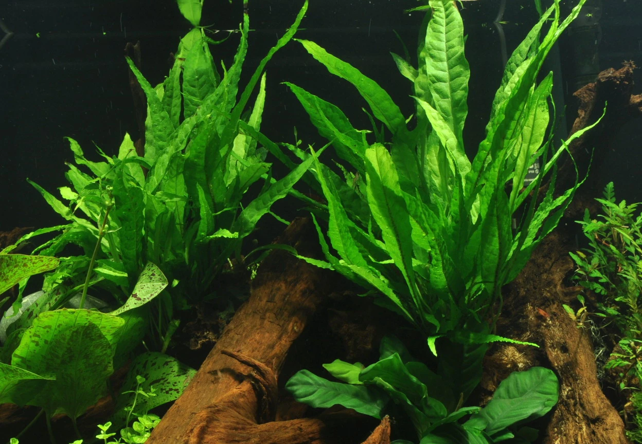 Kleiner Lavastein Mit Javafarn / Microsorum Pteropus Auf Lavastein - Gr. S – Bild 2