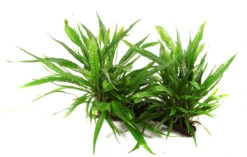 XL Wurzel Mit Javafarn / Microsorum Pteropus Auf Wurzel Gr. XL