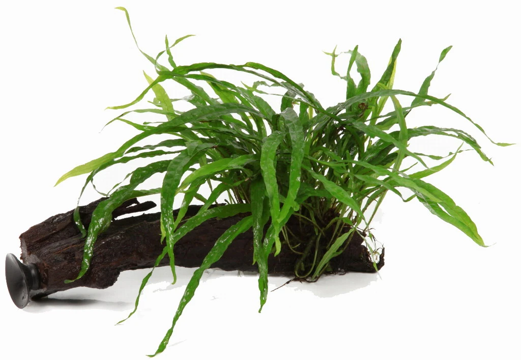 Wurzel+Saugnapf Mit Schmalblättrigem Javafarn / Microsorum Pt. Narrow Auf Wurzel+Sauger