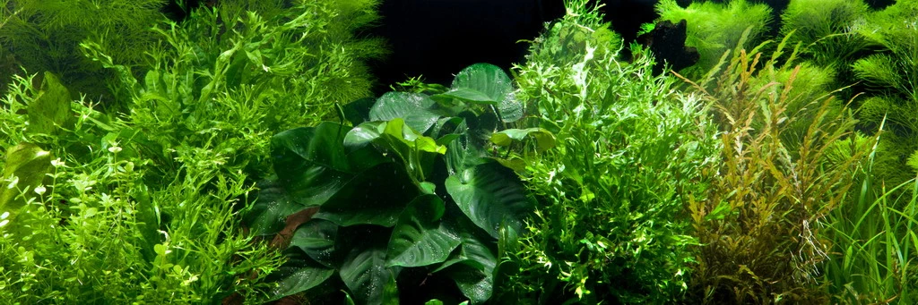 Nano-Wurzel+Saugnapf Mit Javafarn Windelov /Microsorum Pt. Windelov Auf Wurzel+Sauger – Bild 2