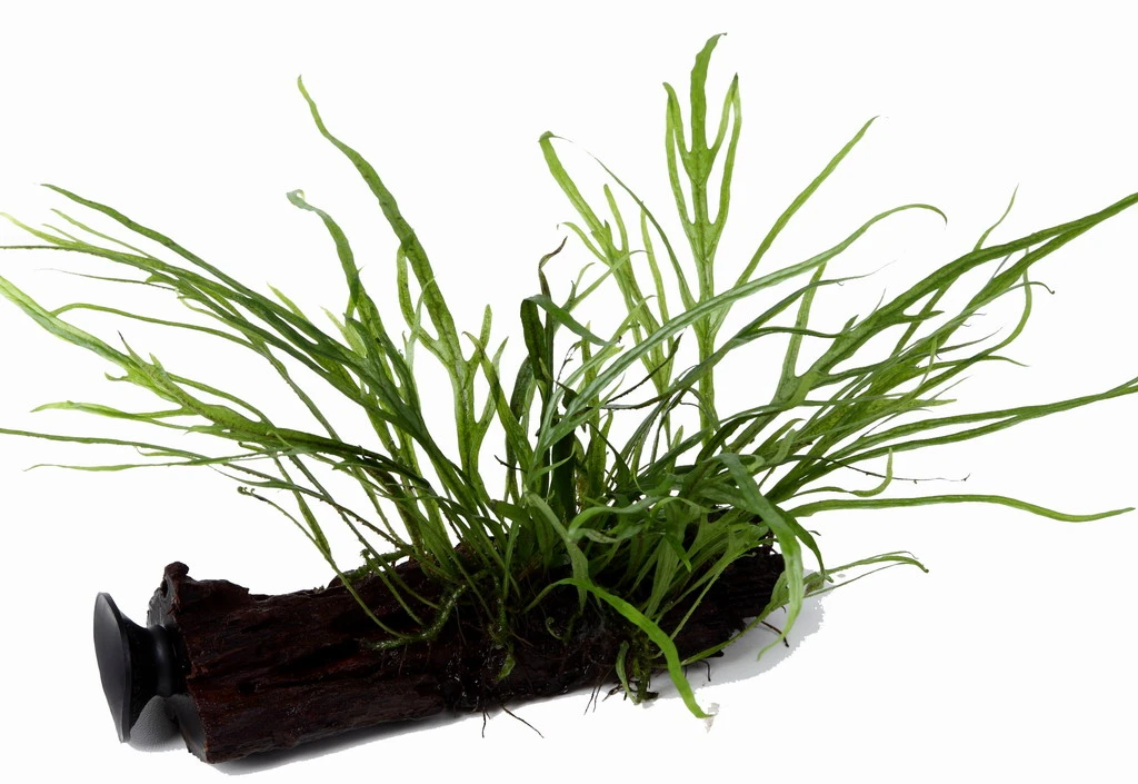 Wurzel+Saugnapf Mit Trident Javafarn / Microsorum Pt. Auf Wurzel+Sauger