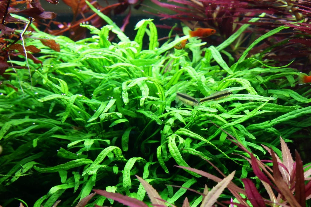 Wurzel+Saugnapf Mit Trident Javafarn / Microsorum Pt. Auf Wurzel+Sauger – Bild 2