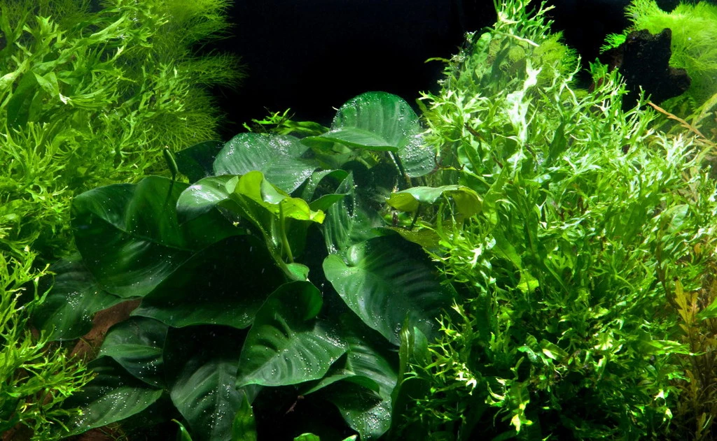 XL Wurzel "Duet" Mit Javafarn Windelov Und Anubias Barteri – Bild 2