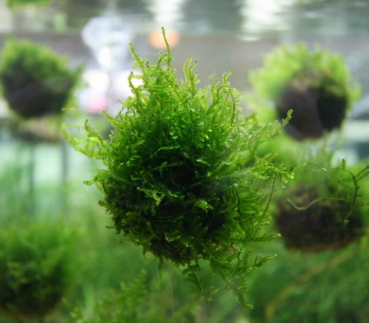 Biosphären - Ball Mit Javamoos - Grüne See-Minen, Moos – Bild 2