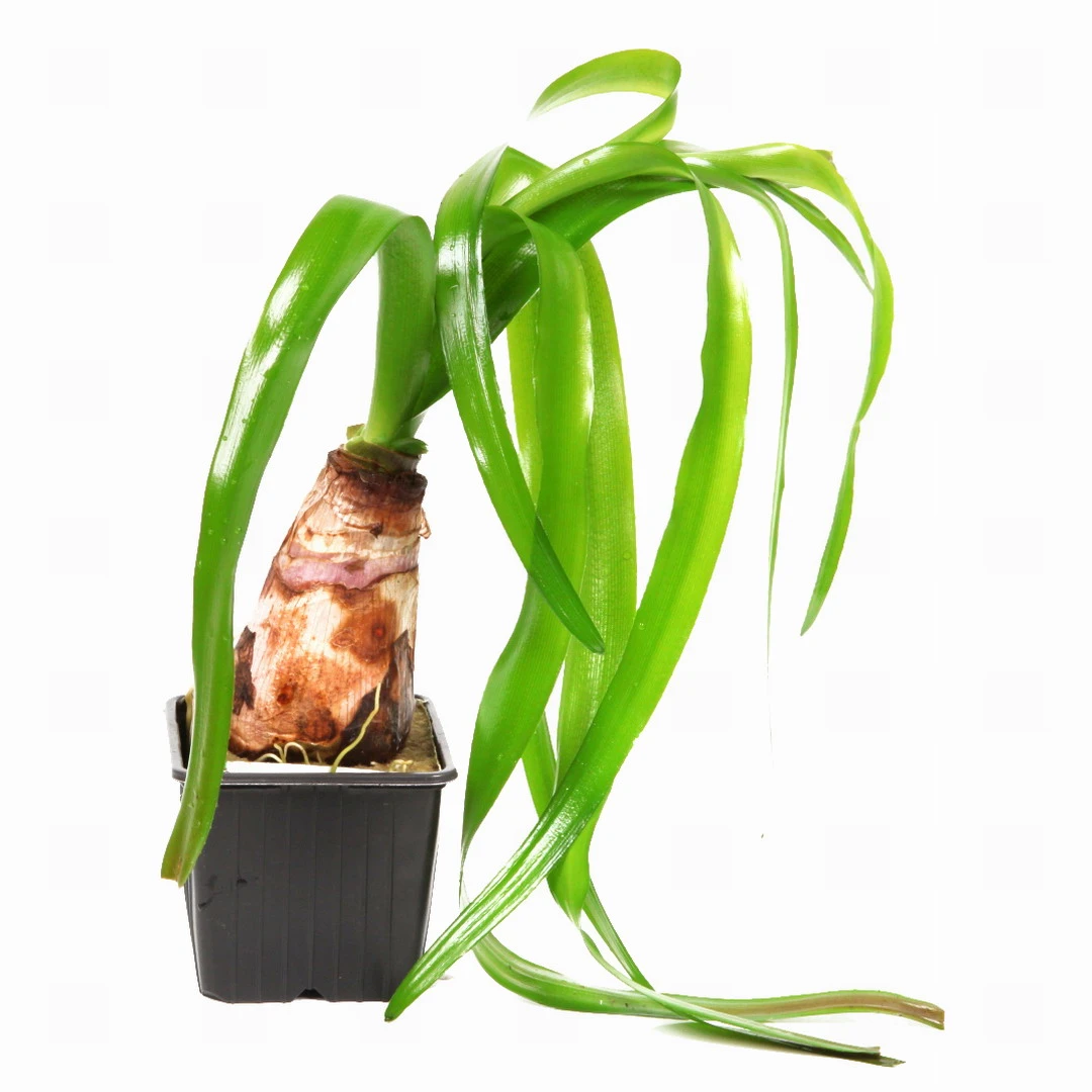 MUTTERPFLANZE Thailändische Wasserlilie / Crinum Thaianum – Bild 2