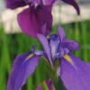 Japanische Sumpf-Schwertlilie / Iris Kaempferi Blau