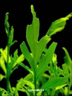 Feinblättriger Sumatrafarn - Wasserstern / Ceratopteris Thalictroides Im Topf