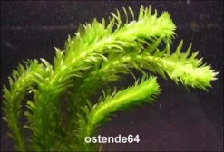 Dichtblättrige Oder Argentinische Wasserpest / Egeria Densa