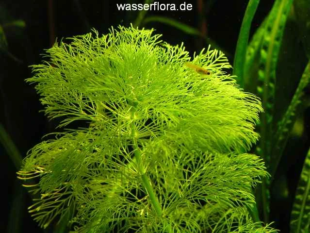 Riesenambulia Oder Wasser-Sumpffreund / Limnophila Aquatica - Gigantea – Bild 2