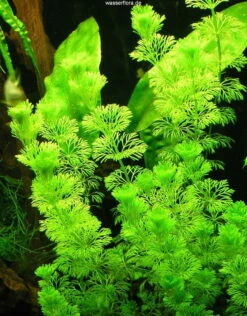 Kleine Ambulia - Blütenstielloser Sumpffreund / Limnophila Sessiliflora