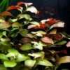 Rote Ludwigia / Ludwigia Repens Im Topf