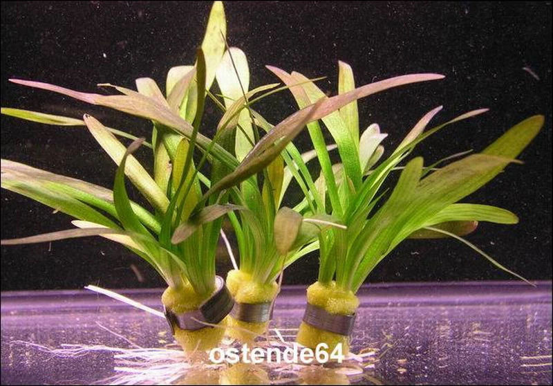 Kleines Flutendes Pfeilkraut / Sagittaria Sabulata