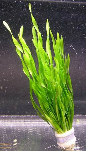 Vallisneria Americana Mini Twister / Vallisneria Twisted