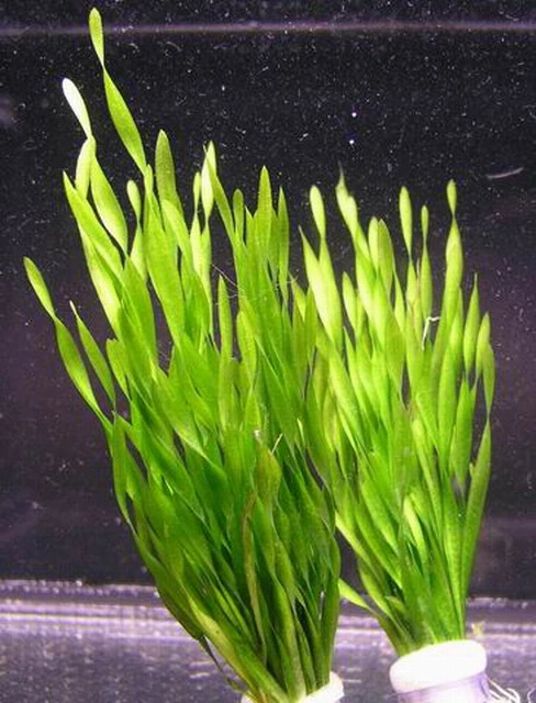Vallisneria Americana Mini Twister / Vallisneria Twisted – Bild 2