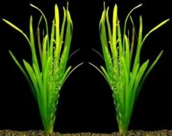 MUTTERPFLANZEN Riesenvallisneria / Vallisneria Gigantea Im Kräftigen Bund