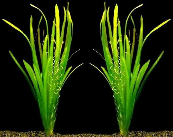 MUTTERPFLANZEN Riesenvallisneria / Vallisneria Gigantea Im Kräftigen Bund