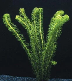 Kanadische Wasserpest / Elodea Canadensis