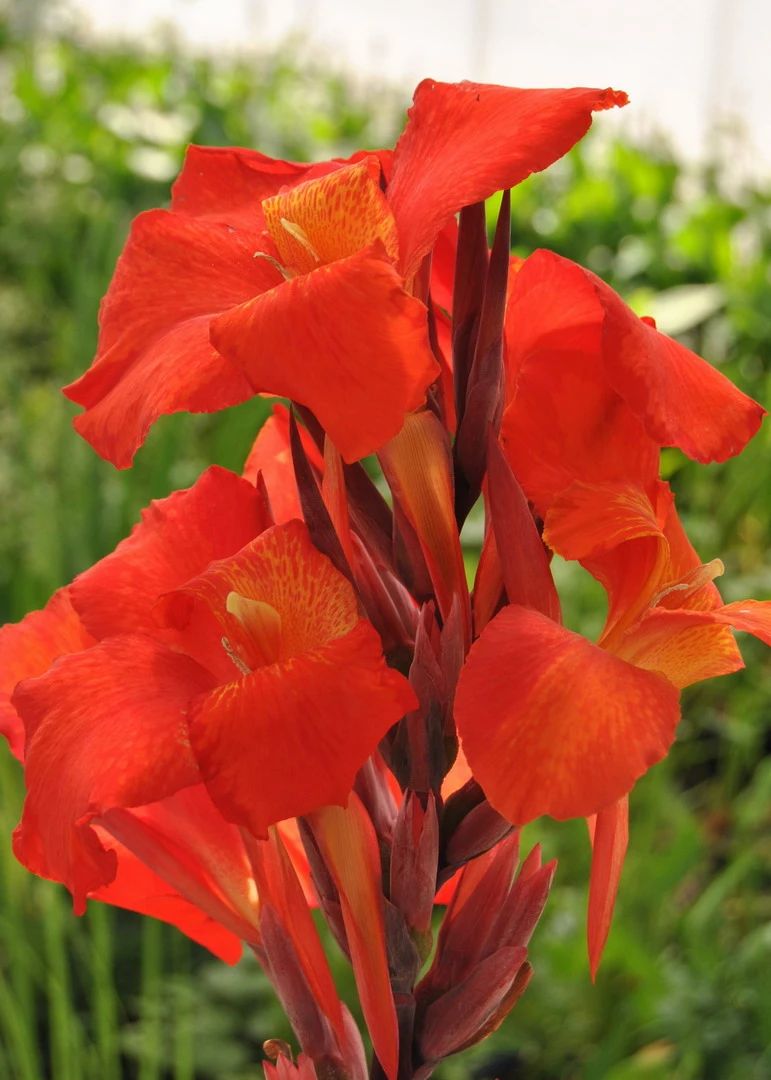 Rotes Indisches Blumenrohr / Canna Indica Endeavour Im 11x11 Cm Topf – Bild 2