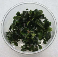 In-Vitro Bucephalandra Wavy Green - TOP-Rarität