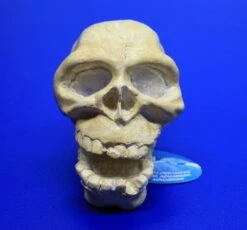 ARCADIA Totenkopf Weiß Mit Einsatz Für LED-Aquarienstrahler