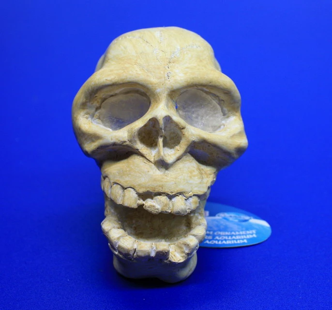 ARCADIA Totenkopf Weiß Mit Einsatz Für LED-Aquarienstrahler