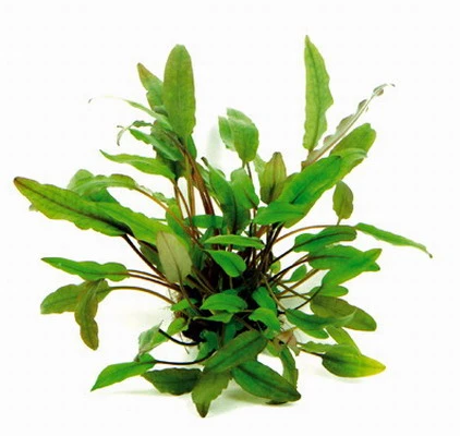 XL In-Vitro Becketts Wasserkelch / Cryptocoryne Beckettii - Becketii