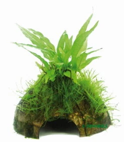 Javafarn Mit Javamoos Auf Kokosnuss-Höhle / Coco Shell Mit Microsorum Pteropus U. Moss, Moos