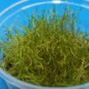 XL In-Vitro Kriechmoos Creeping Moos / Vesicularia Sp. 'Creeping ' Im XL-Cup