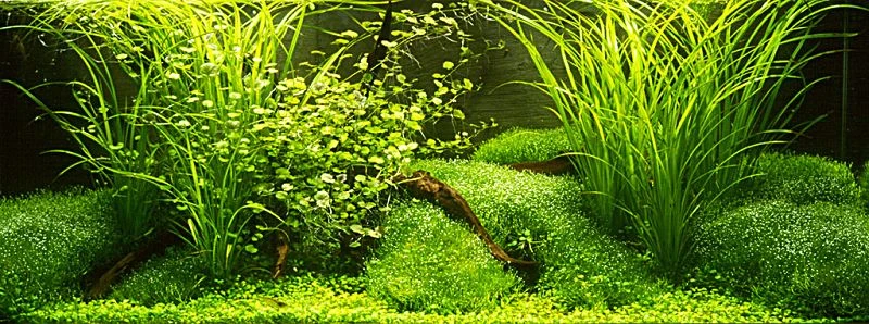 Teichlebermoos / Riccia Fluitans In Einer 125 Ml Moos Dose