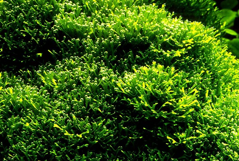 Teichlebermoos / Riccia Fluitans In Einer 125 Ml Moos Dose – Bild 2