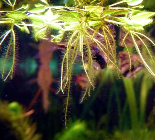 XL In-Vitro Kleiner Büschelfarn / Salvinia Minima – Bild 2