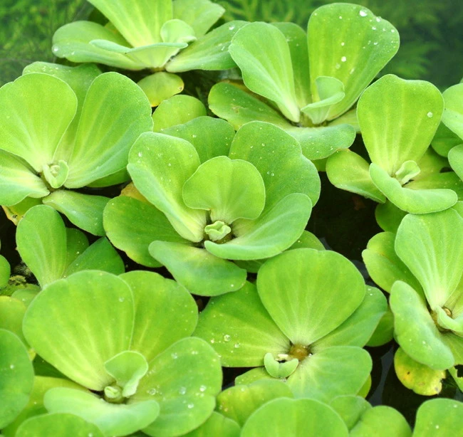 Muschelblume - Wassersalat - Grüne Wasserrose / Pistia Stratiotes